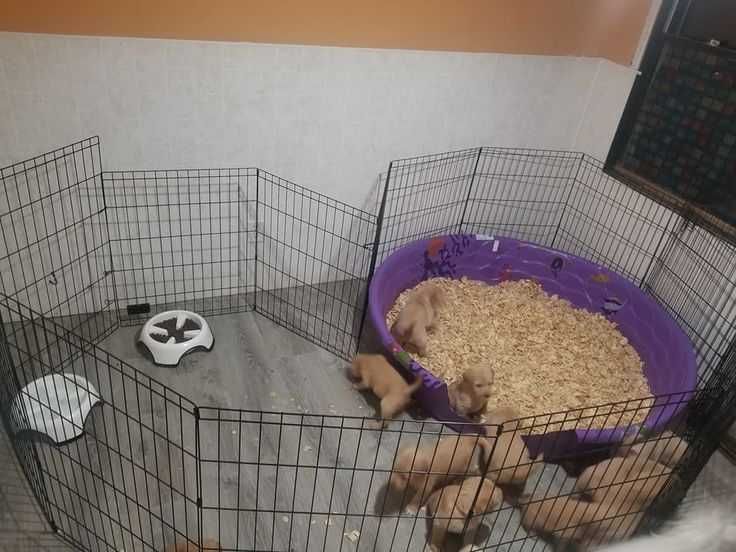 Клетка манеж 180х60х61 8 секций с дверкой для собак щенков кролика