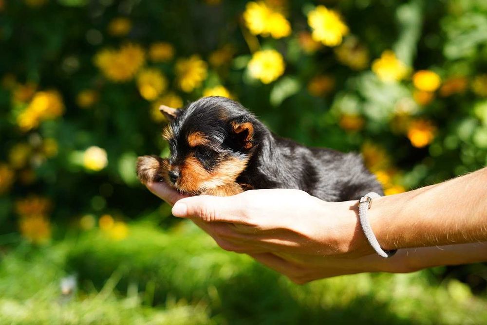 Любознательные йорки