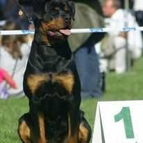 Szczenię Rottweiler- Zapowiedz miotu wiosna 2026 ZKwP/FCI /