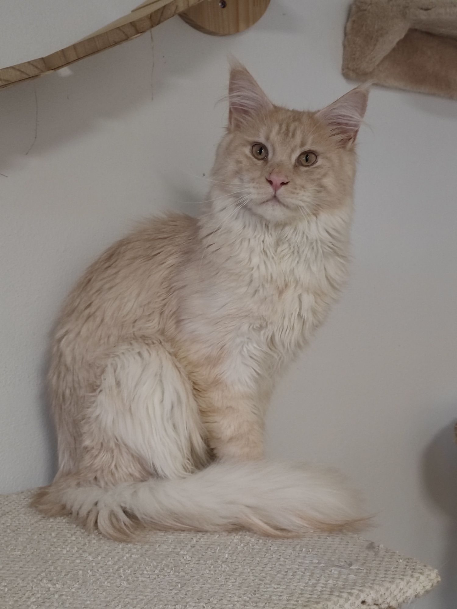 Reproduktor Maine Coon