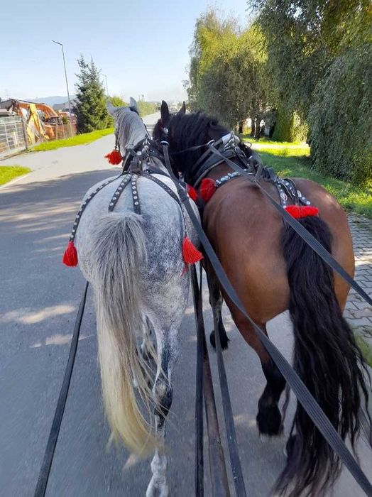 Piękna para klaczy pół fryzyjskich
