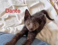 Dante kocurek do adopcji