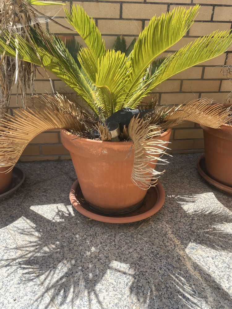 Vaso de barro em bom estado