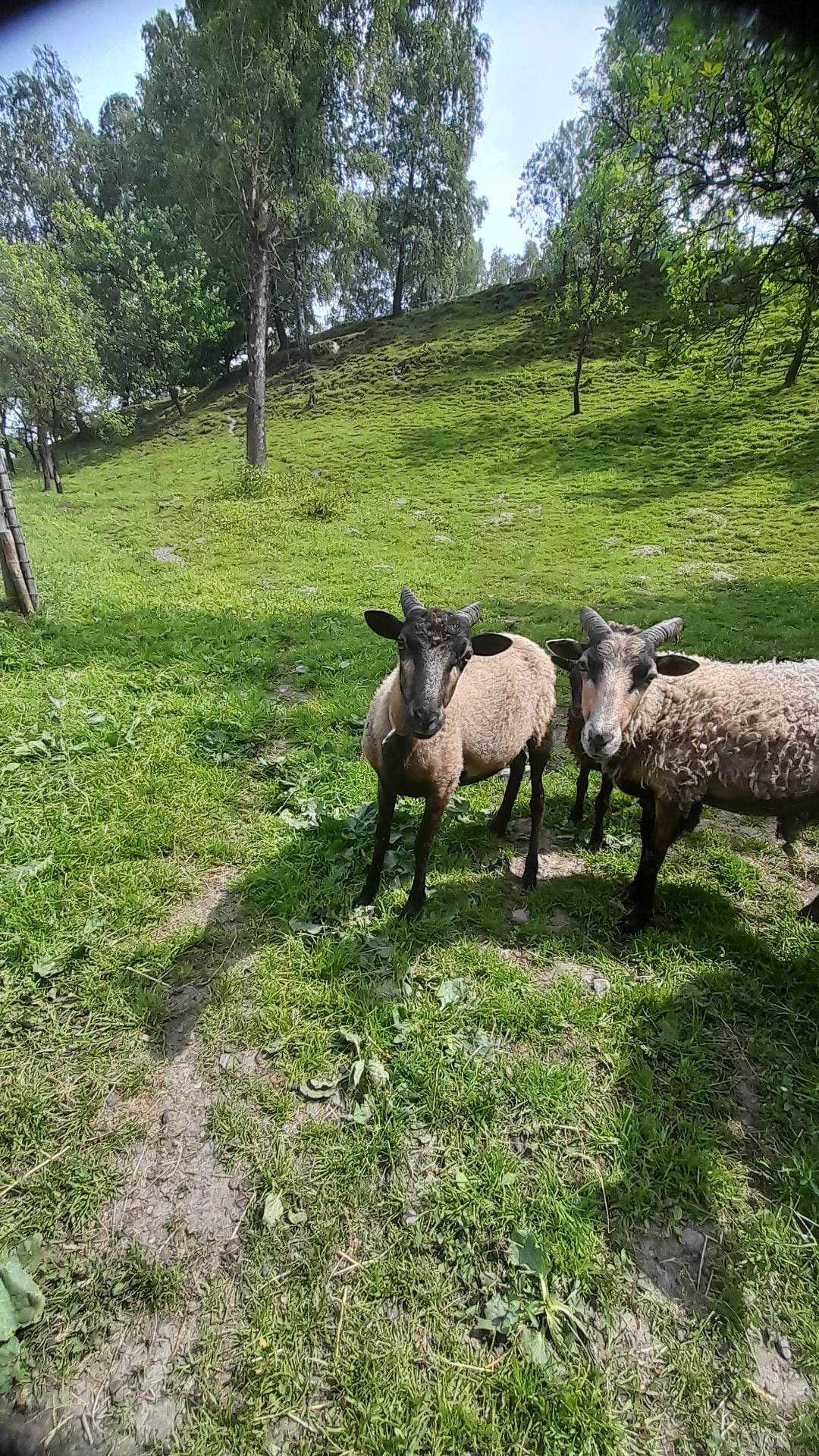 Wrzosowka ekologiczne kosiarki