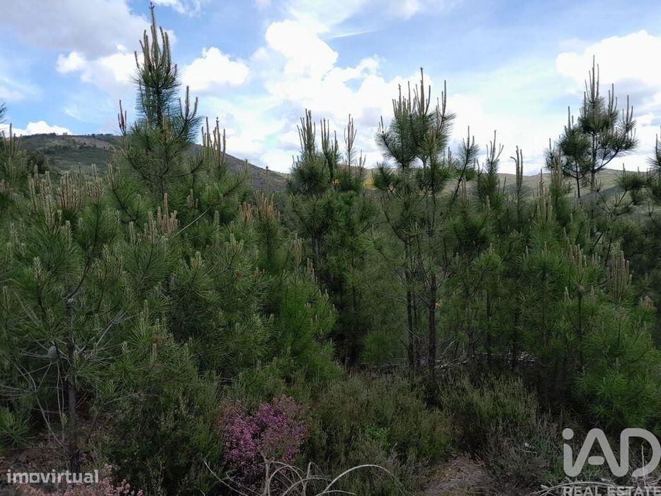 Terreno em Cortes do Meio
