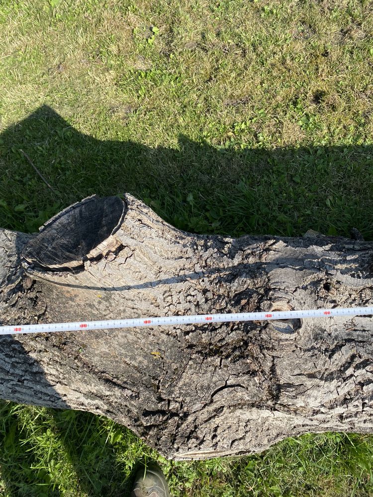 Drzewo orzech 300 cm