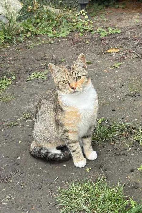 Te kotki szukają domów przed mroźną zimą