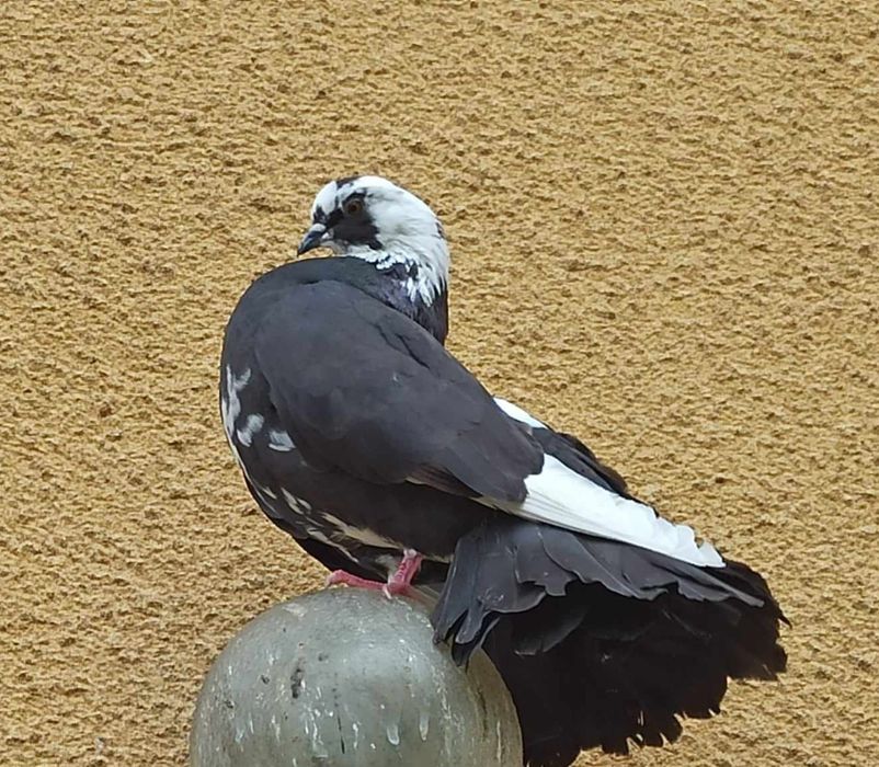 Pawiki gołębie ozdobne - samce