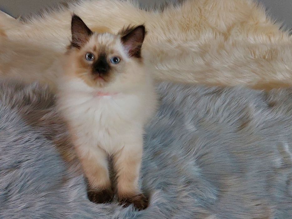 Kocurek CYRIL Ragdoll FPL/ FIFE