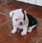 Buldog   Francês