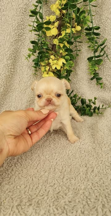 Excelente mini mini menina semi pelo Chihuahua/Chiuaua de Qualidade