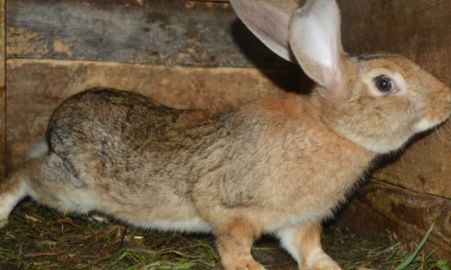 2 coelhas prenhas