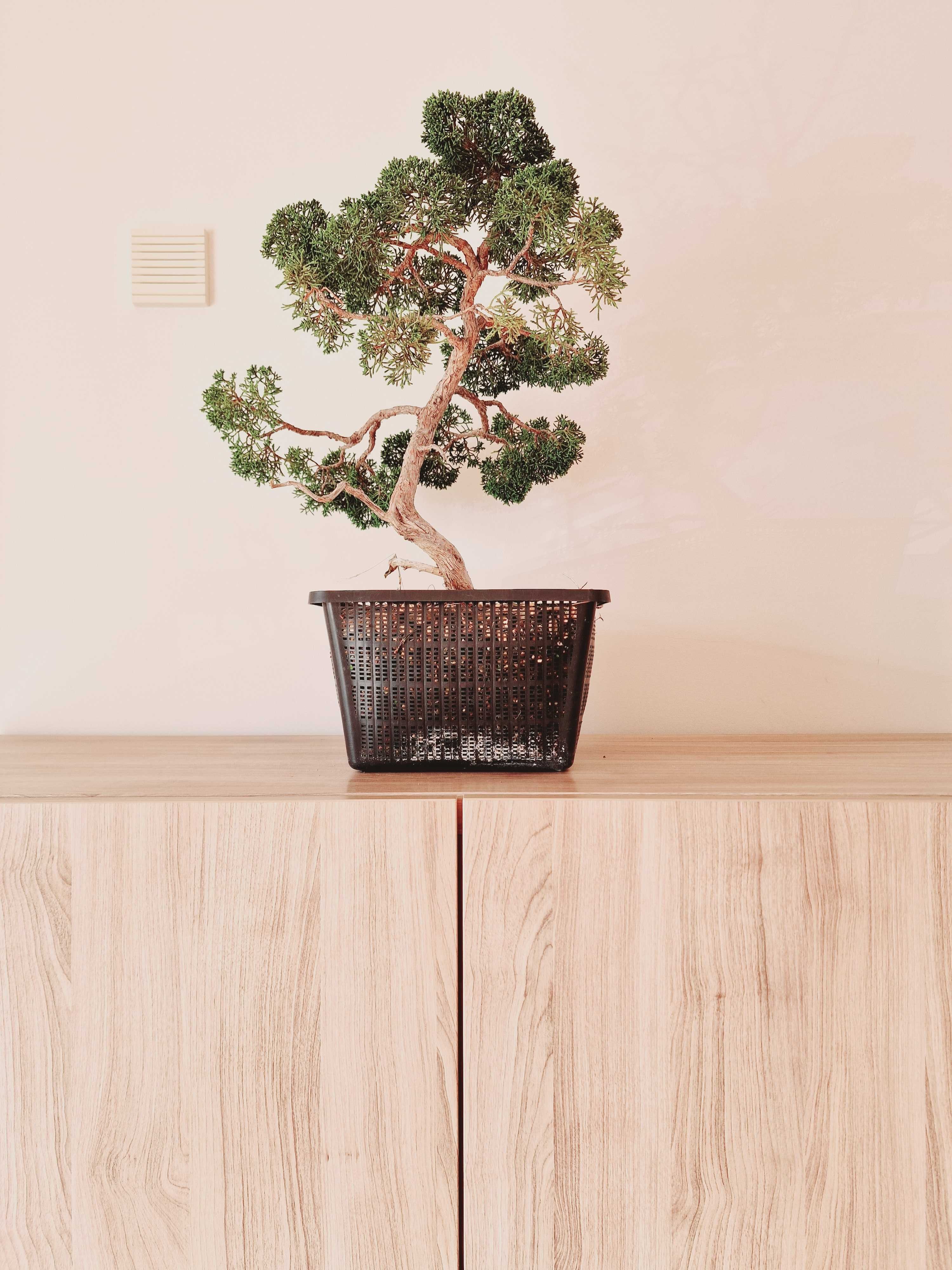 Juniperus "Itoigawa", bonsai