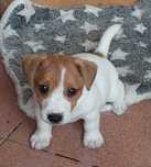 Jack russell terrier z rodowodem
