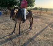 Macho Nobre com 1.60