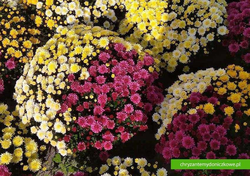 Chryzantemy drobnokwiatowe - donica fi 25