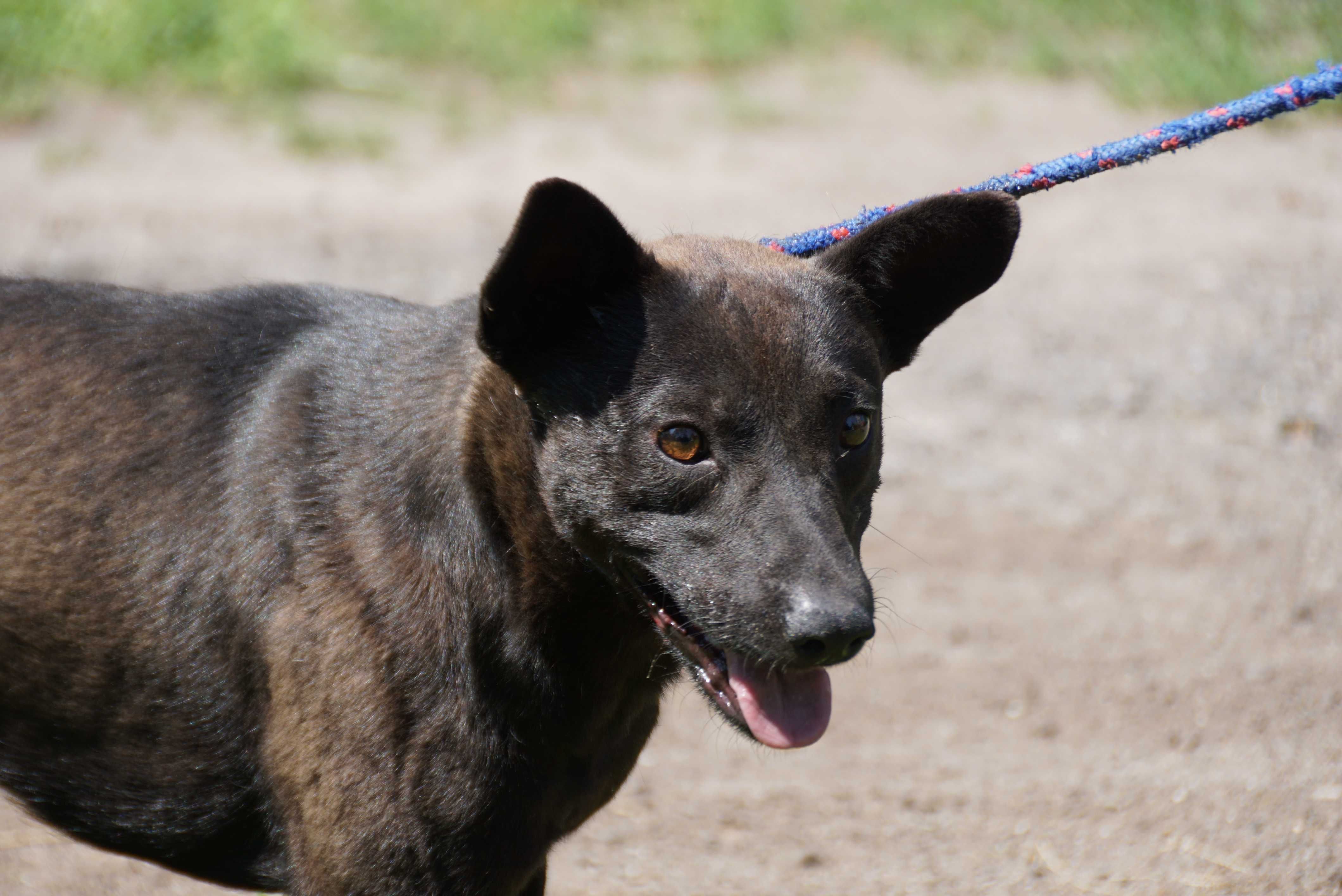 Bornit - niewielki kundelek do adopcji