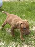 Apbt american pit bull terrier