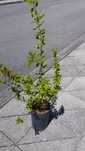Romãzeira ornamental