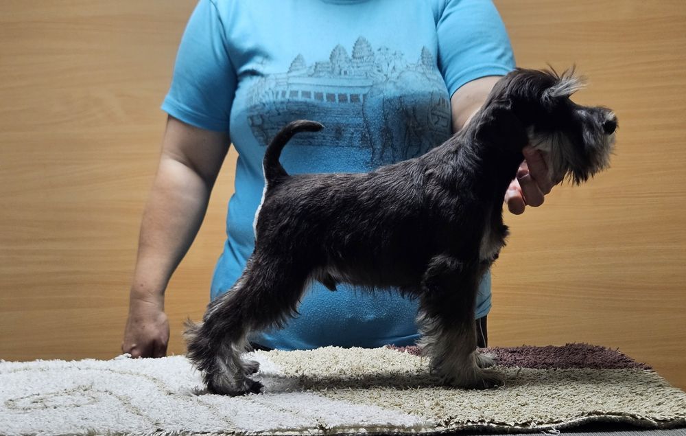 Sznaucer miniaturowy czarno-srebrny - RODOWÓD FCI !!!