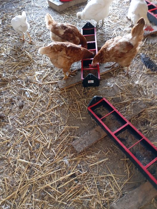 Galinhas poedeiras