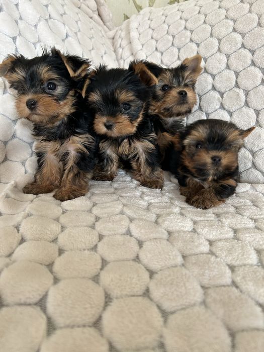 Мини йорики девочки и мальчики