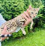 Piękna kotka bengalska. Legalna hodowla