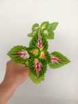 Planta Coleus Híbrido