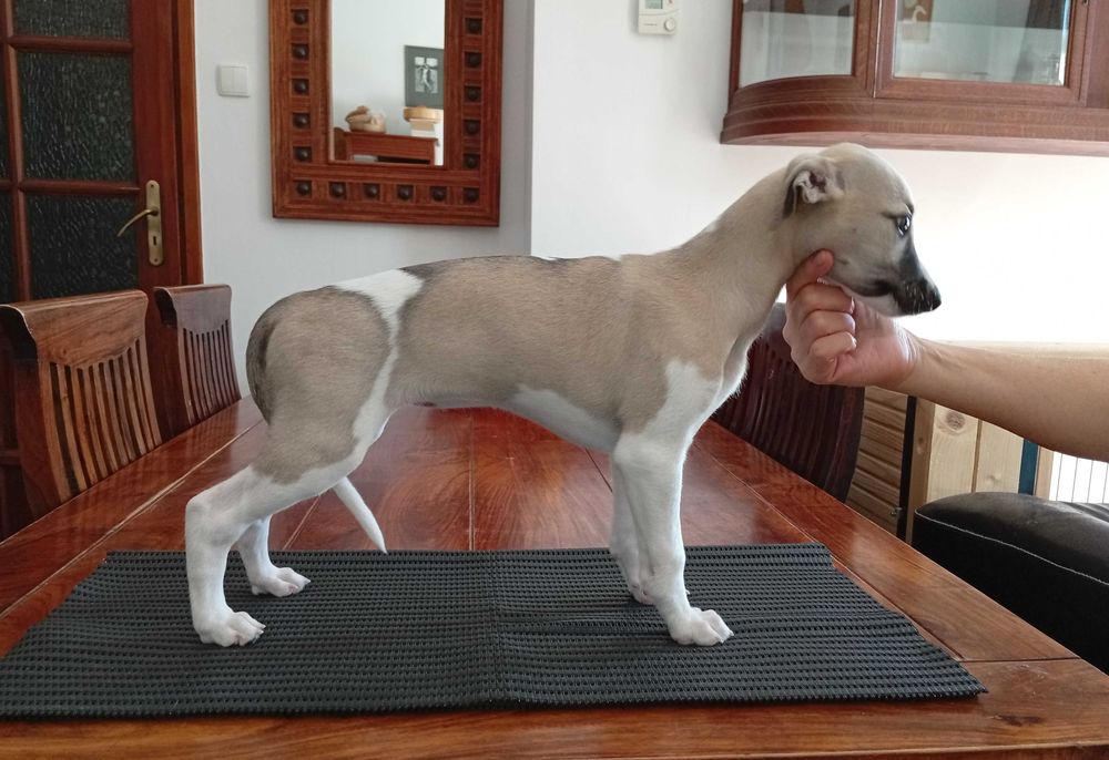 Chart angielski whippet - suczka
