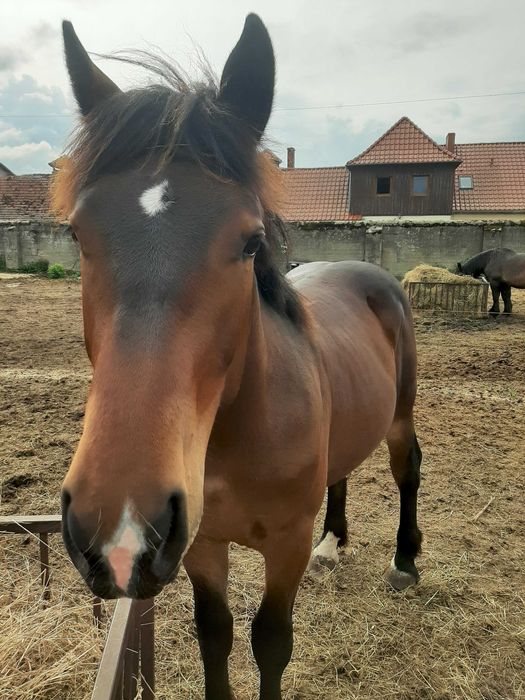Ogierek ciemnogniady  17 miesięcy  zimnokrwisty