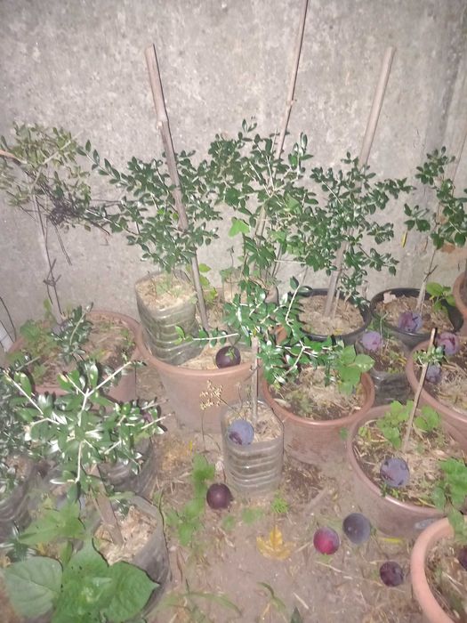 Oliveiras em vasos