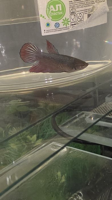 Рыбки петушки ,на подарок  и просто для души