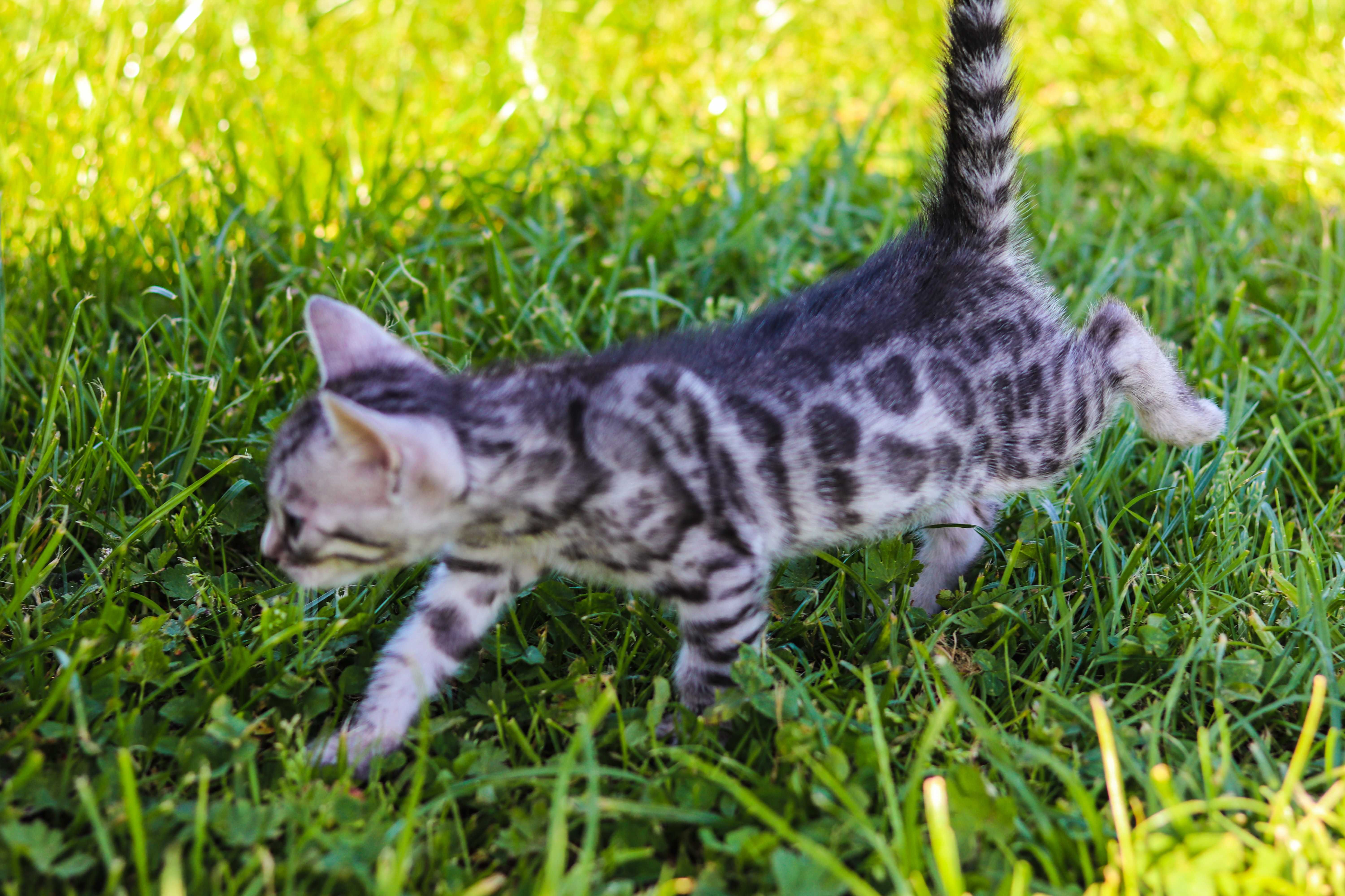 kot bengalski silver