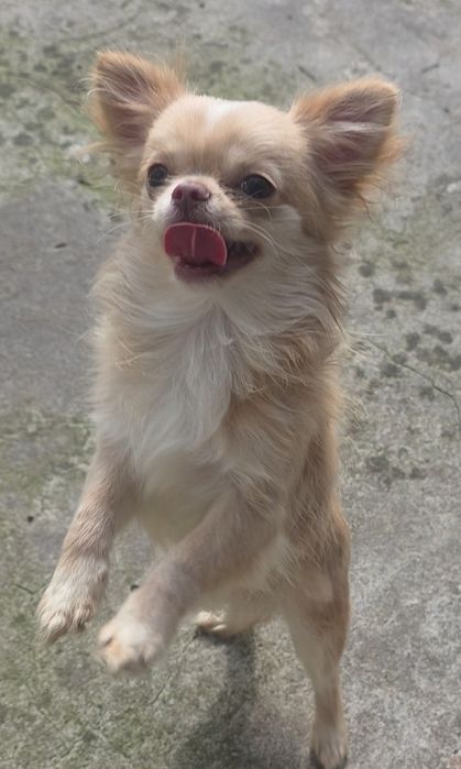 Chihuahua malutki samczyk długowłosy FCI