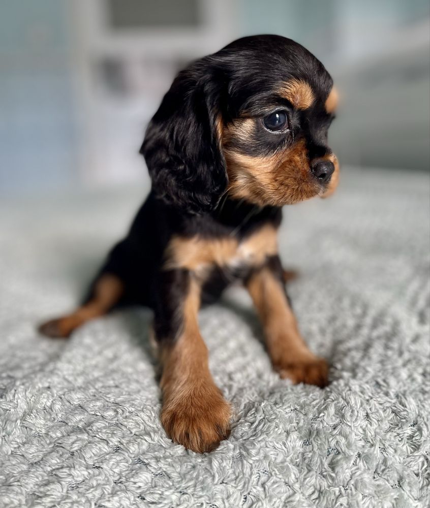 Cavalier king charles spaniel