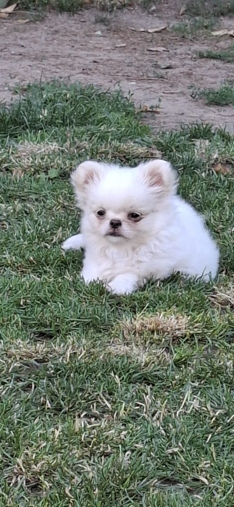 Chihuahua cudny piesek