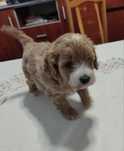 Sprzedam psa rasowego z rodowodem Maltipoo