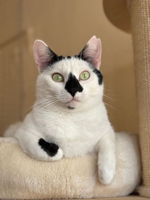 Urocza Milka szuka domu!