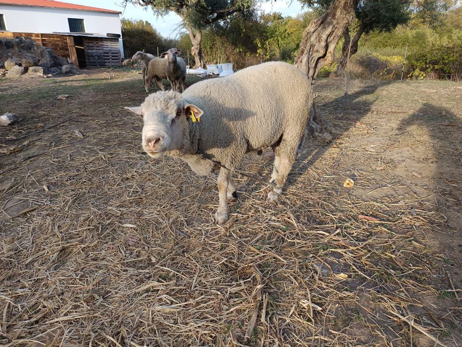 Borrego I'll de France