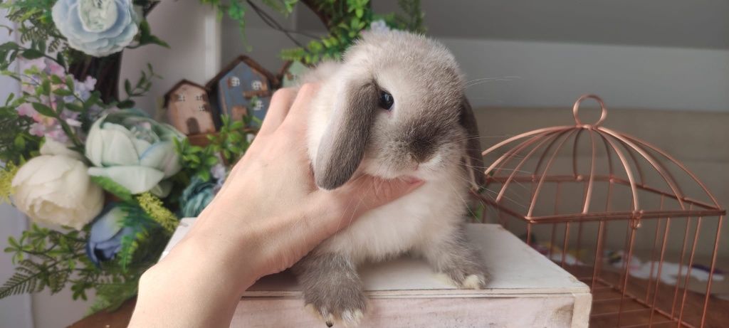 Królik Mini Lop gotowe na nowy dom