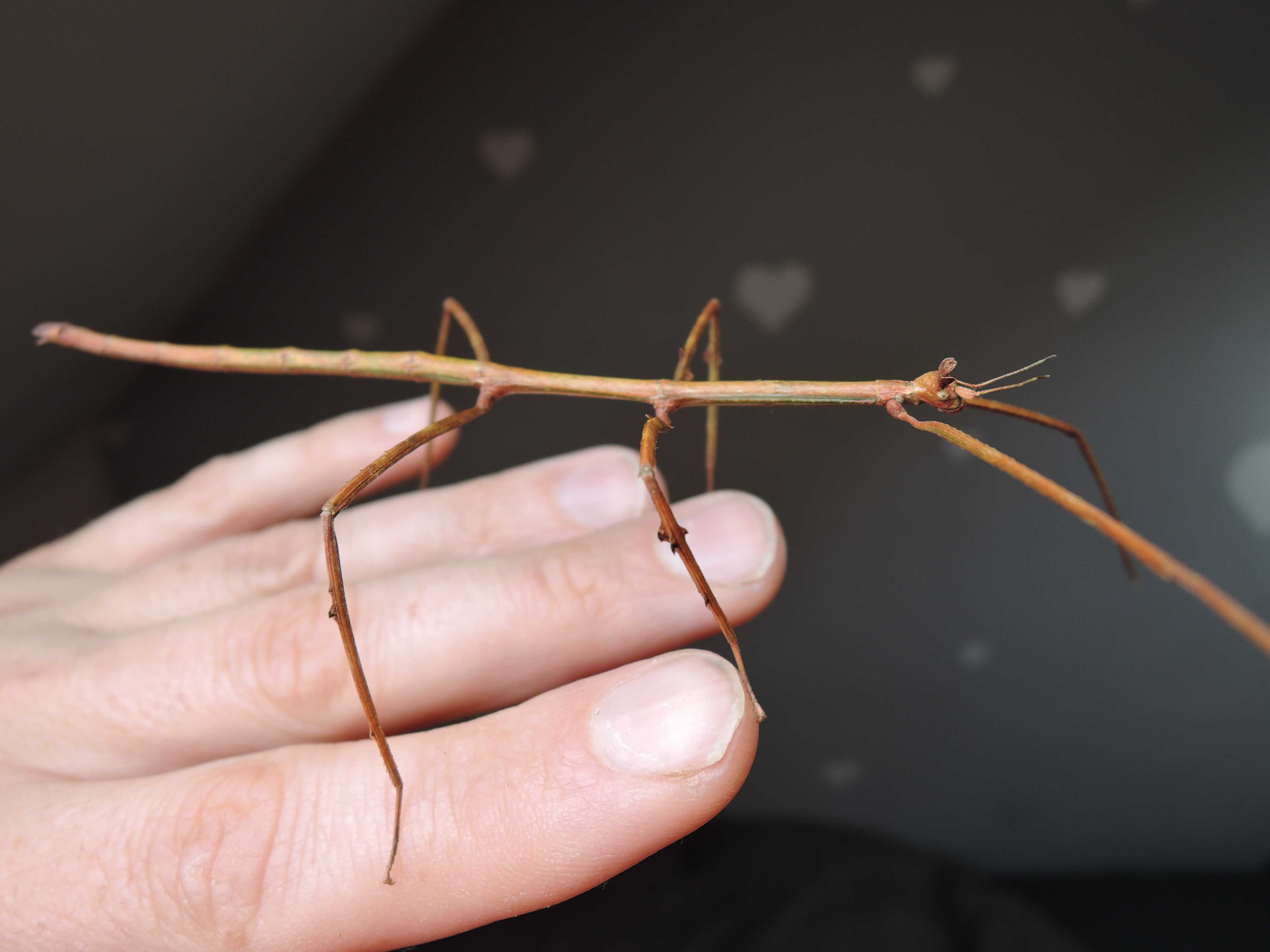 patyczaki, straszyki patyczak błękitny ramulus nematodes