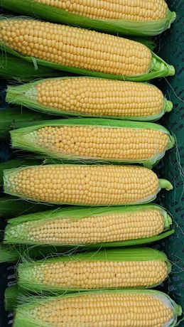 Kolby kukurydzy jadalnej