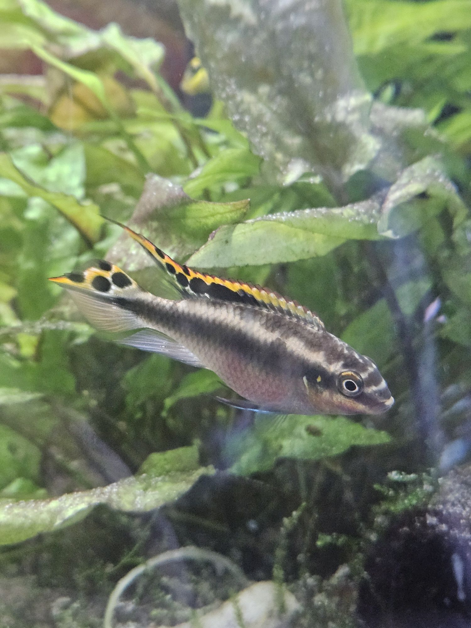 Kribensis diferentes tamanhos