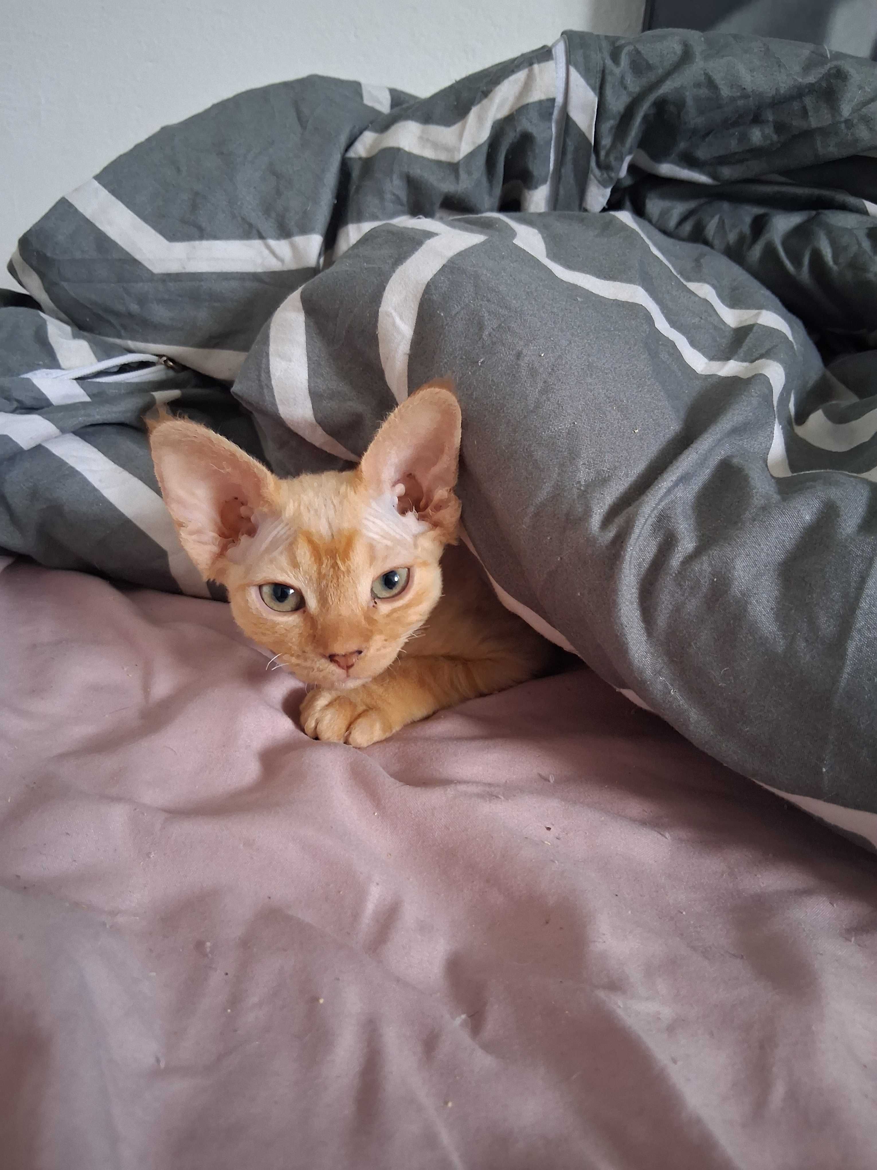Miziasty rudy kocurek Devon Rex,FPL