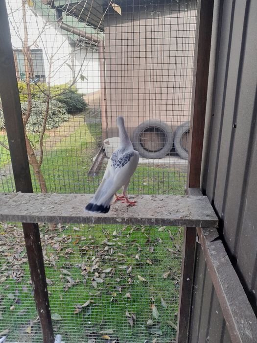 Gołębie ozdobne srebrniaki sercowe serki