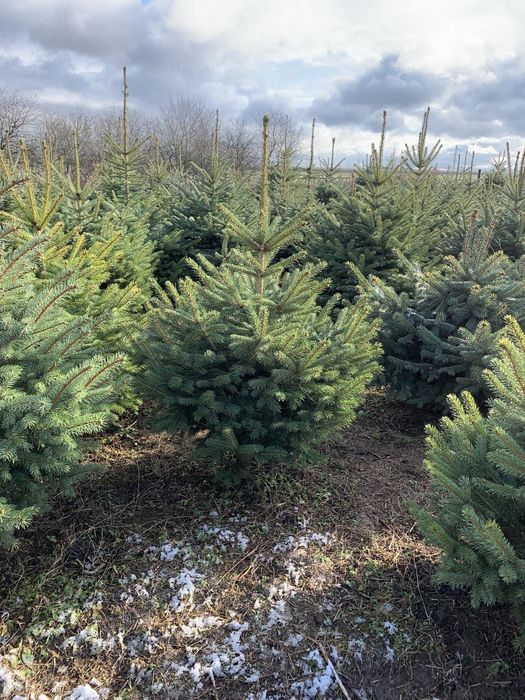 Продам ялинку Кейбаб у горщику