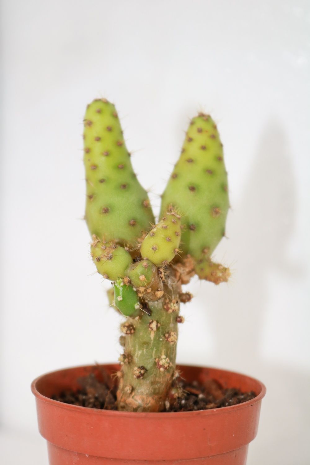 Vendo cactos e suculentas