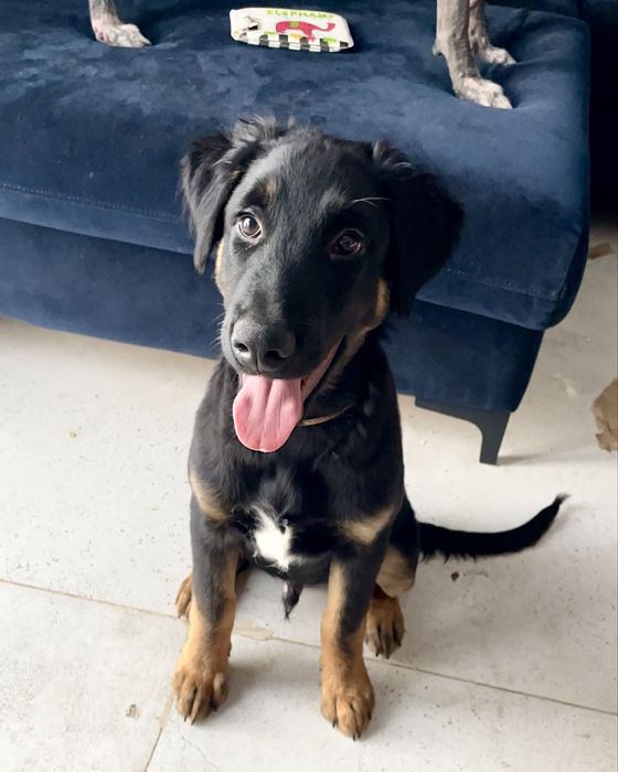 Xoloitzcuintle samiec owlosiony