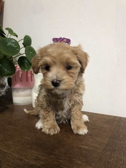 Maltipoo piesek
