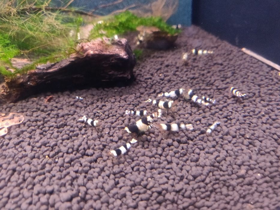 Krewetki caridina PBL Pure Black Line